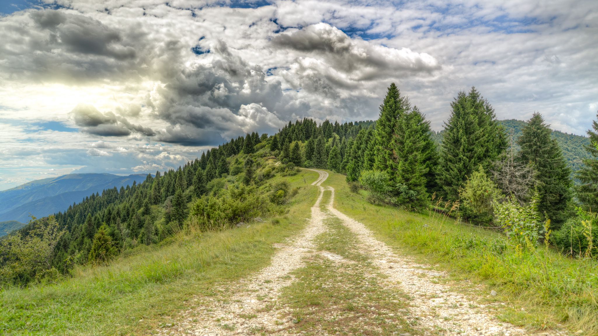 Картинка лес и дорога