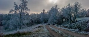 Превью обои дорога, деревья, иней, зима, мороз