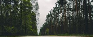 Превью обои дорога, деревья, крупным планом