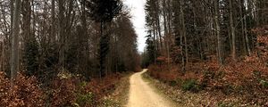 Превью обои дорога, деревья, кусты, листья, лес, небо, природа