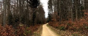 Превью обои дорога, деревья, кусты, листья, лес, небо, природа