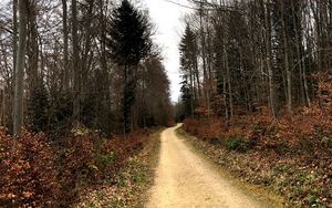 Превью обои дорога, деревья, кусты, листья, лес, небо, природа