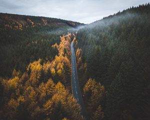 Превью обои дорога, деревья, лес, разметка, осень