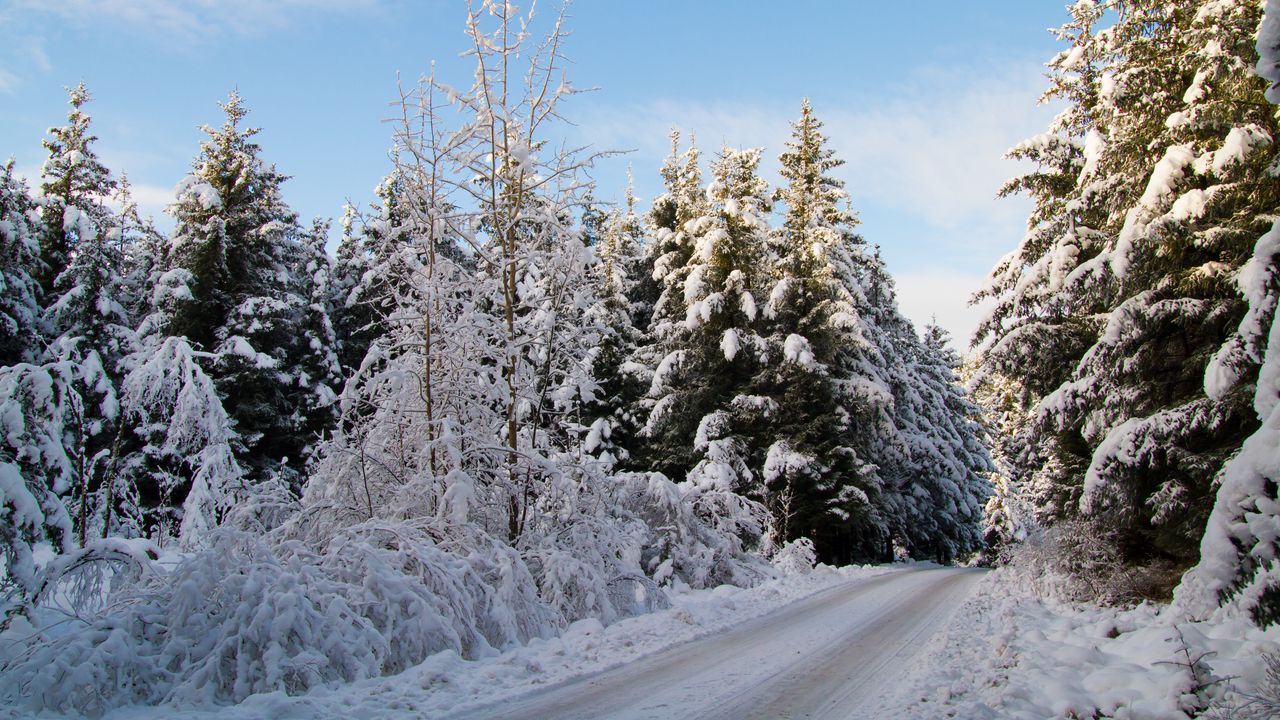 Обои дорога, деревья, лес, снег, зима