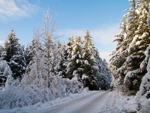 Превью обои дорога, деревья, лес, снег, зима