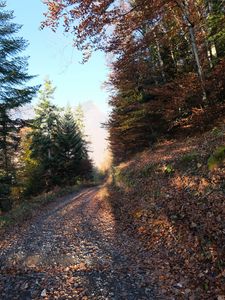 Превью обои дорога, деревья, листья, осень, гора
