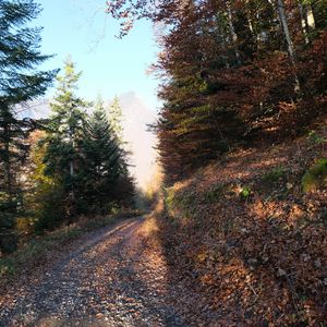 Превью обои дорога, деревья, листья, осень, гора