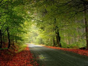 Превью обои дорога, деревья, листва, опавший