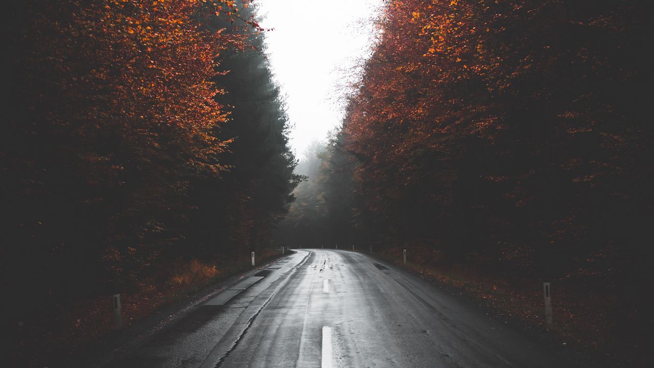 Обои дорога, деревья, осень, туман, поворот, асфальт