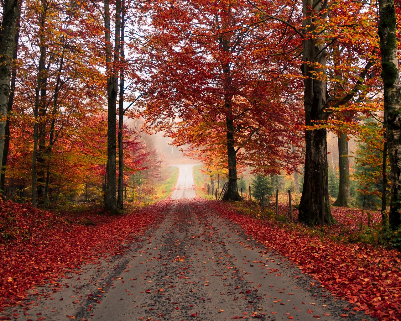 Осень листва дорога