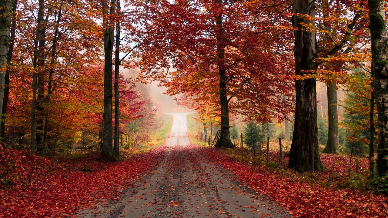 Обои дорога, деревья, осень, листва, опавший