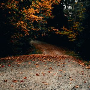 Превью обои дорога, деревья, осень, опавшие листья