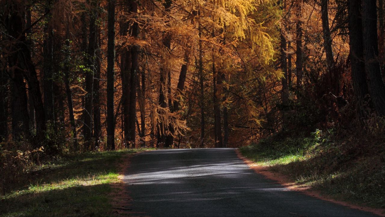 Обои дорога, деревья, осень, солнечный свет, тени