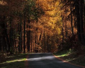Превью обои дорога, деревья, осень, солнечный свет, тени