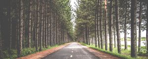 Превью обои дорога, деревья, разметка