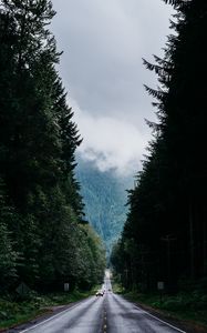 Превью обои дорога, деревья, разметка, туман, лес, движение