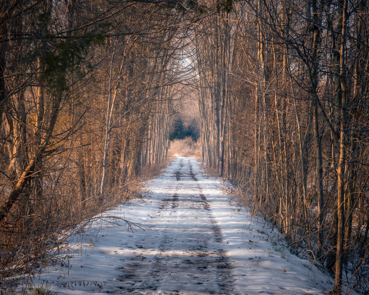 Зимняя дорога в лесу фото