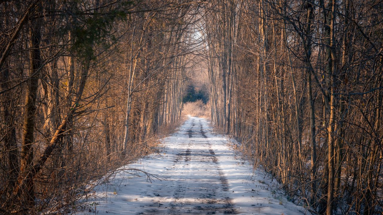 Обои дорога, деревья, снег, зима, лес