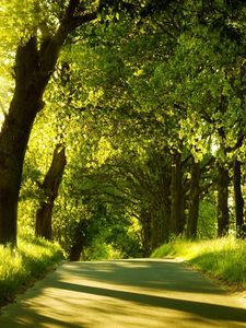 Превью обои дорога, деревья, солнечный свет, лучи, зелень, лето