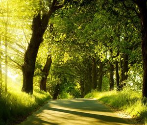 Превью обои дорога, деревья, солнечный свет, лучи, зелень, лето