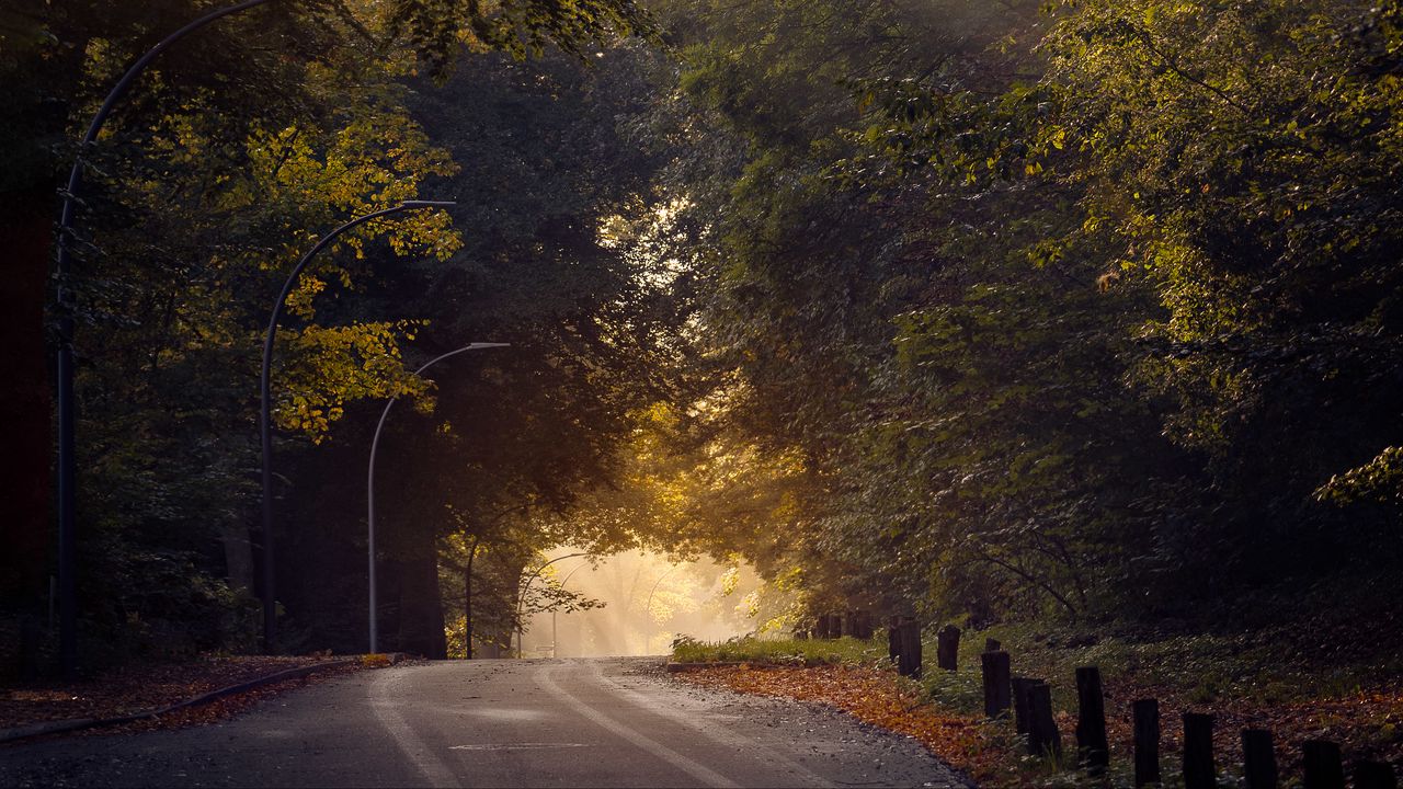 Обои дорога, деревья, солнце, утро, природа