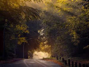 Превью обои дорога, деревья, солнце, утро, природа