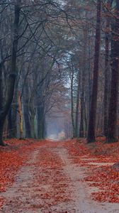 Превью обои дорога, деревья, тропинка, листья