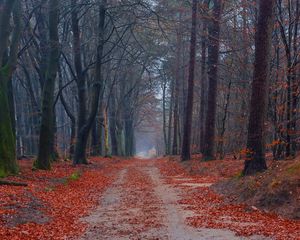 Превью обои дорога, деревья, тропинка, листья