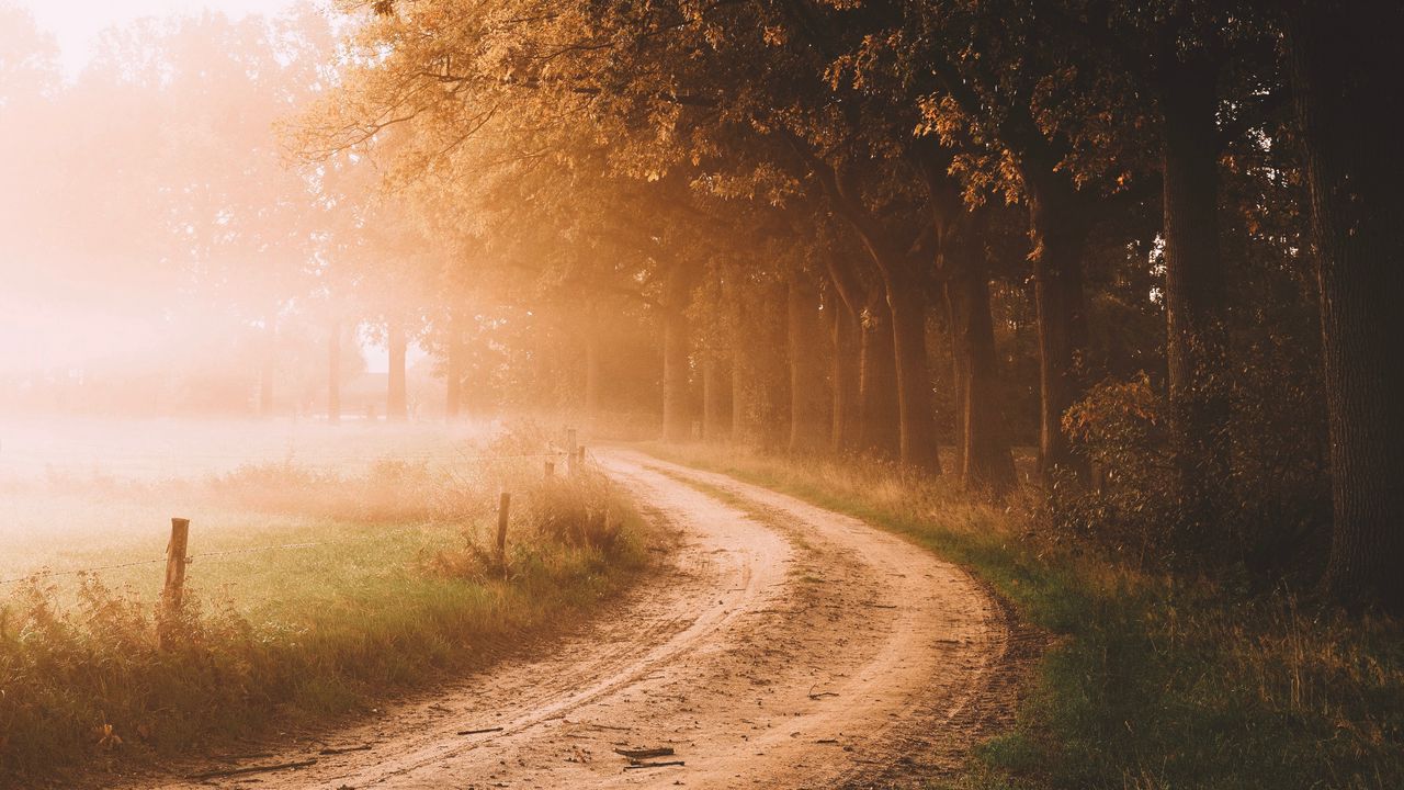Обои дорога, деревья, туман, солнечный свет, утро, пейзаж