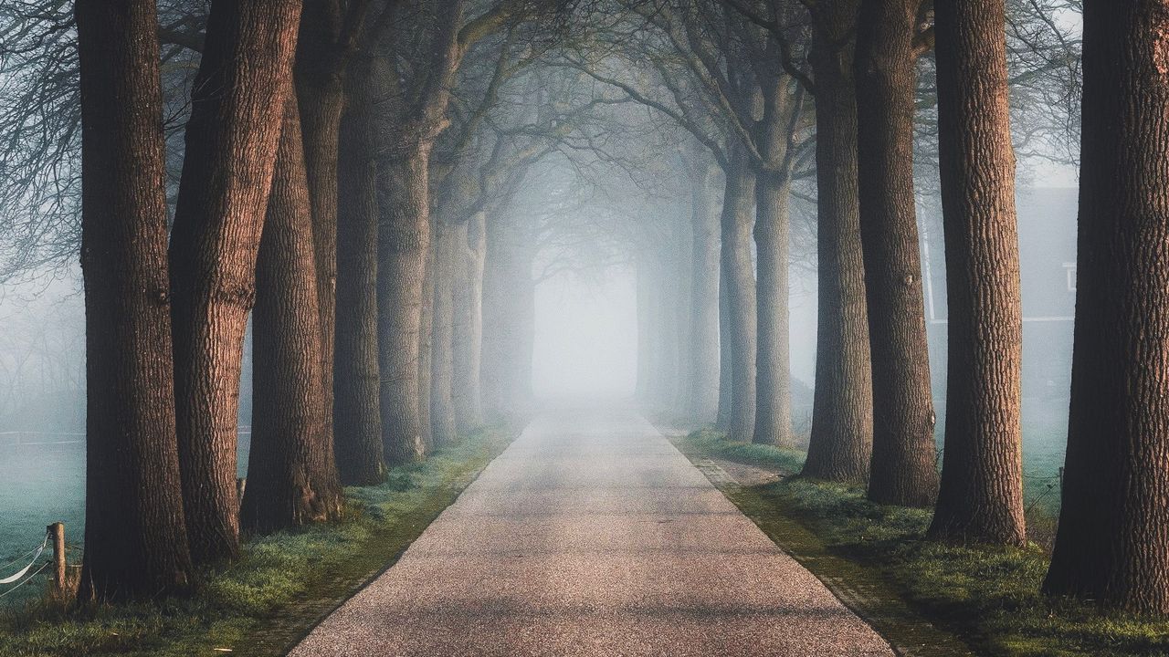 Обои дорога, деревья, туман, аллея, природа