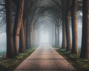 Превью обои дорога, деревья, туман, аллея, природа