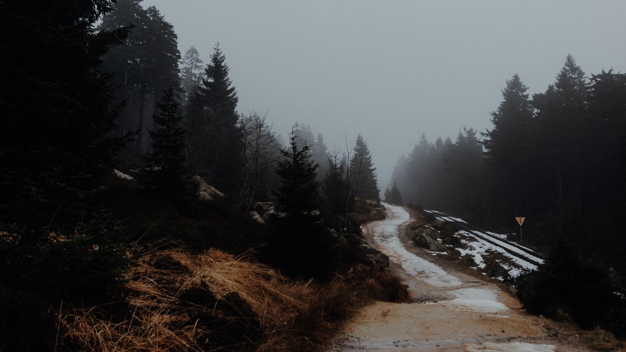 Обои дорога, деревья, туман, природа