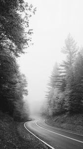 Превью обои дорога, деревья, туман, чб