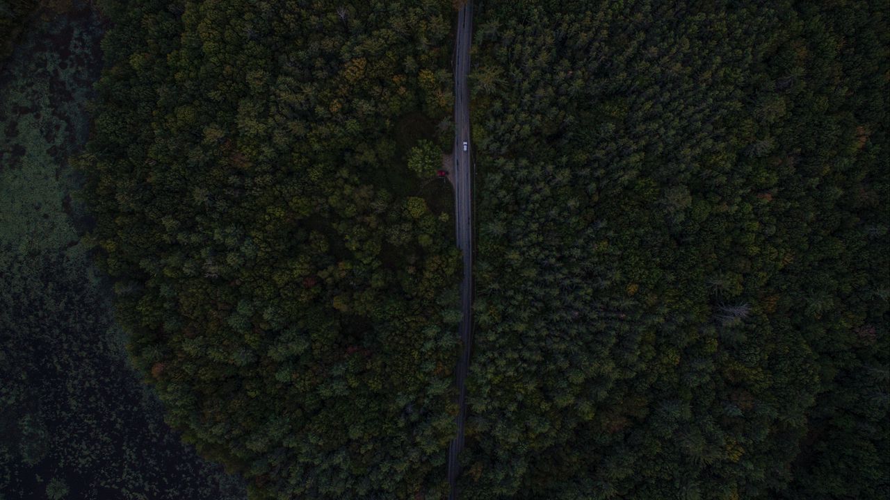 Обои дорога, деревья, вид сверху, лес