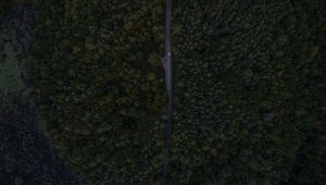 Превью обои дорога, деревья, вид сверху, лес
