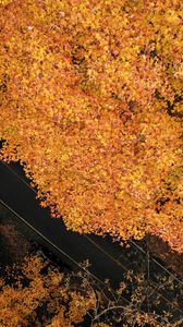 Превью обои дорога, деревья, вид сверху, желтый, осень