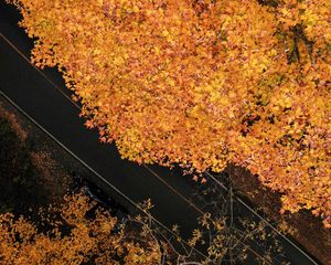 Превью обои дорога, деревья, вид сверху, желтый, осень
