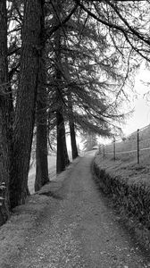 Превью обои дорога, деревья, забор, природа, чб