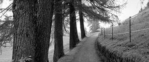Превью обои дорога, деревья, забор, природа, чб