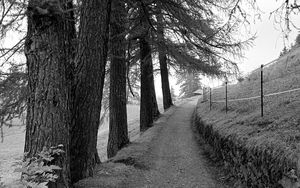 Превью обои дорога, деревья, забор, природа, чб