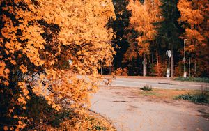 Превью обои дорога, деревья, желтый, листва, осень