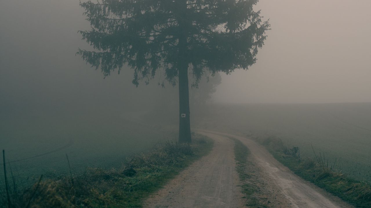 Обои дорога, дерево, туман, поле, природа