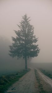 Превью обои дорога, дерево, туман, поле, природа