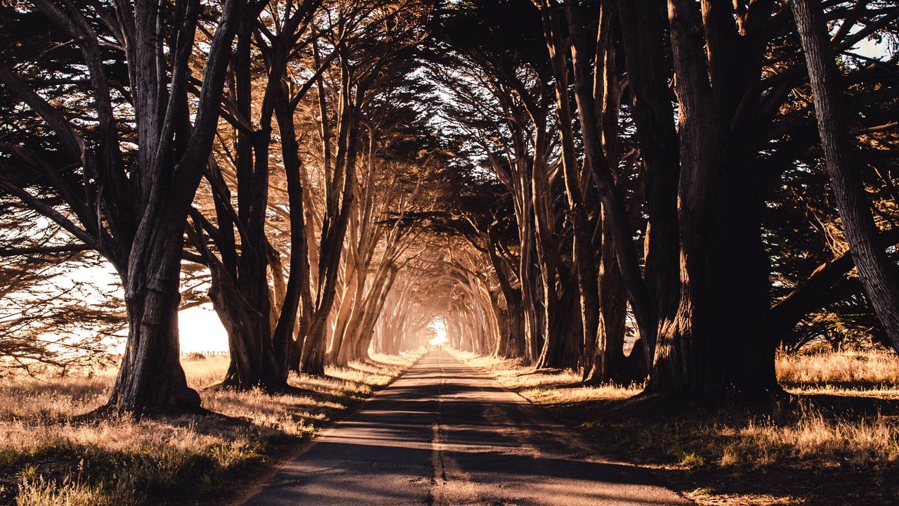 Обои дорога, деревья, тень