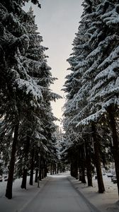 Превью обои дорога, елки, снег, зима, деревья