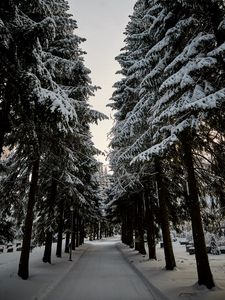 Превью обои дорога, елки, снег, зима, деревья