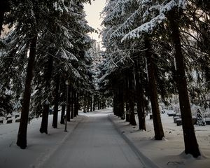 Превью обои дорога, елки, снег, зима, деревья