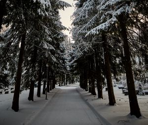 Превью обои дорога, елки, снег, зима, деревья