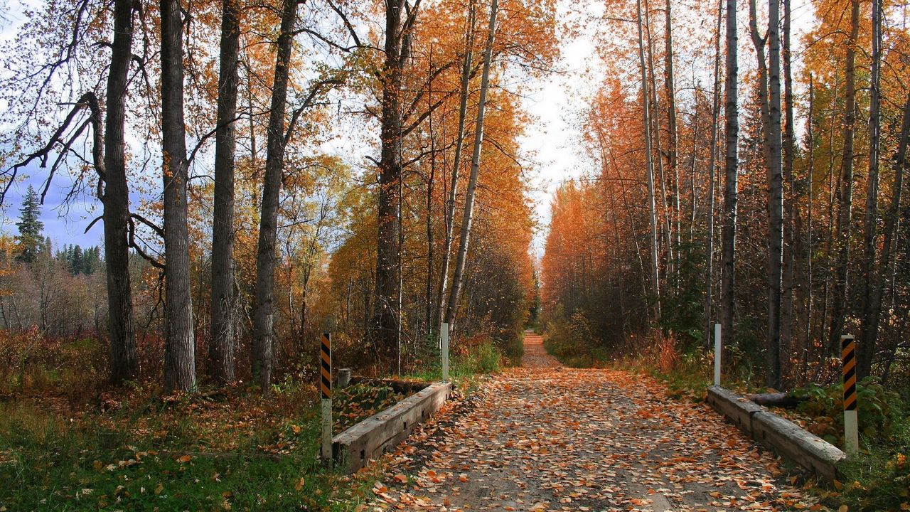 Обои дорога, грунтовая, деревья, осень, листья, укрепление, протектор
