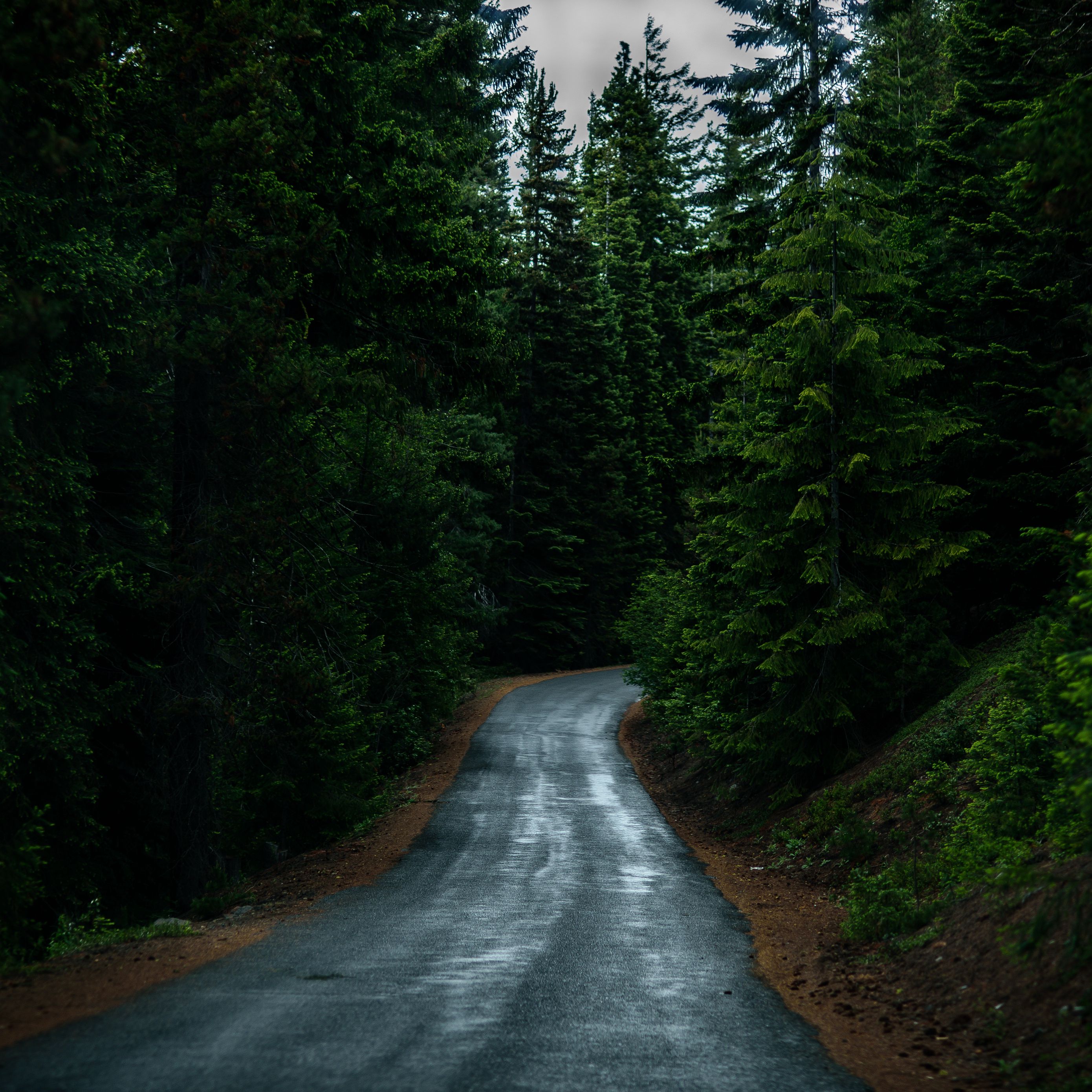 Дорога хвойную. Дорога в лесу. Дорога в хвойном лесу. Лесная дорога.